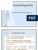 Curs 3 Hemoflagelate