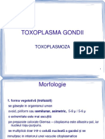 Curs 5-Toxoplasma, PN