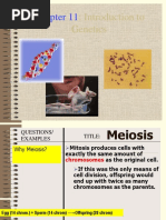 Meiosis and Genetics Combined Powerpoints