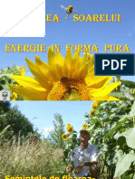 Floarea Soarelui Energie in Forma Pura