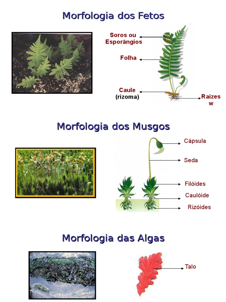 Morfologia Das Plantas Sem Flor | PDF