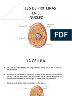 Sintesisdeproteinasenelnucleooriginal 140212211211 Phpapp01