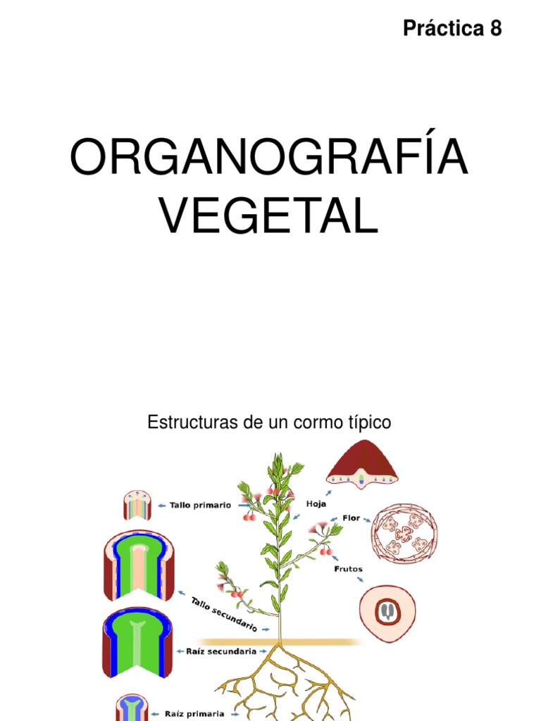 Estructura de un cormo vegetal | PDF | Tallo de la planta | Ladrar