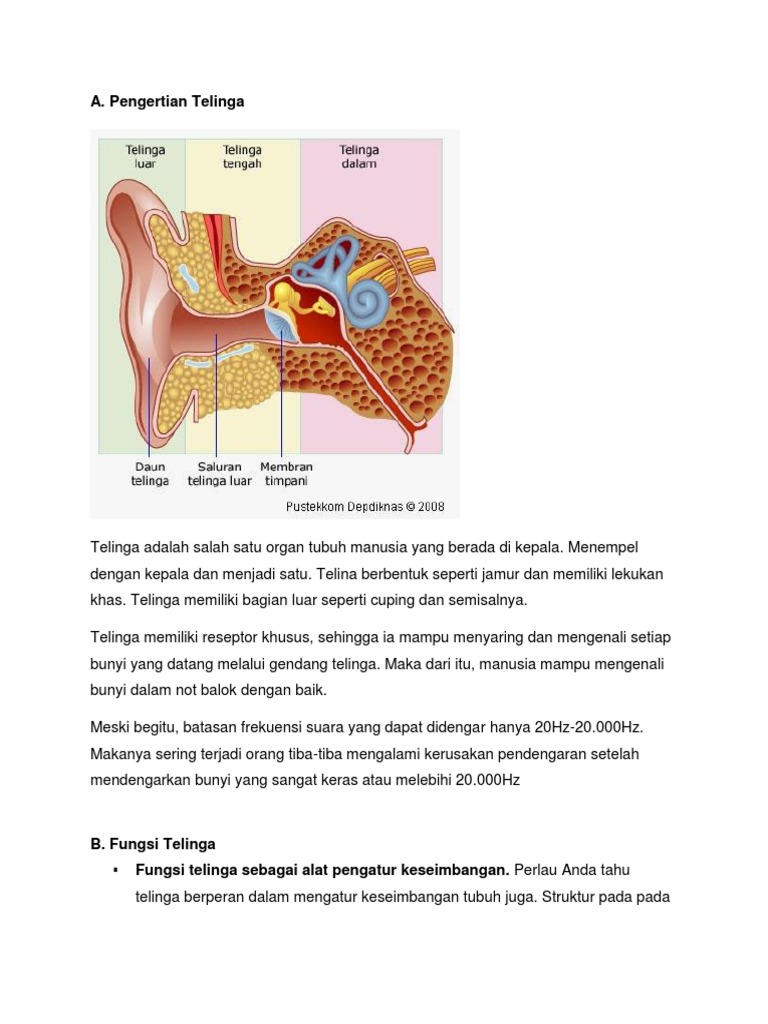 Struktur Telinga Manusia Dan Fungsinya Berbagi Struktur Struktur Telinga Manusia Dan Fungsinya Berbagi Struktur
