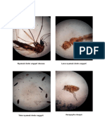 Lampiran Laporan Pengamatan Preparat