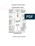 c1 Anatomia Glandelor Endocrine