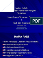 Padi Palawija