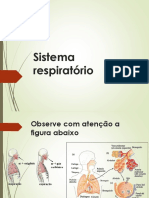 Sistema Respiratório