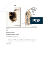 Cladoceros en Acuicultura