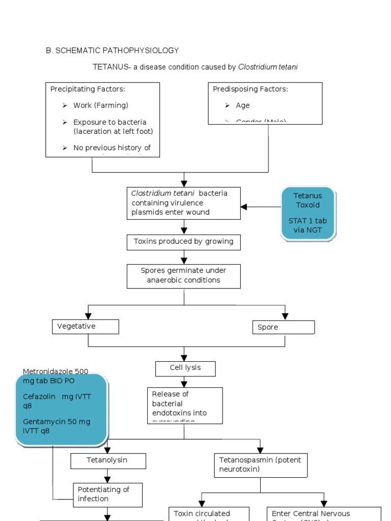Tetanus Pathophysio Final