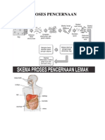 Skema Proses Pencernaan Lemak