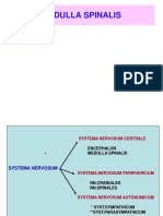 Medulla Spinalis