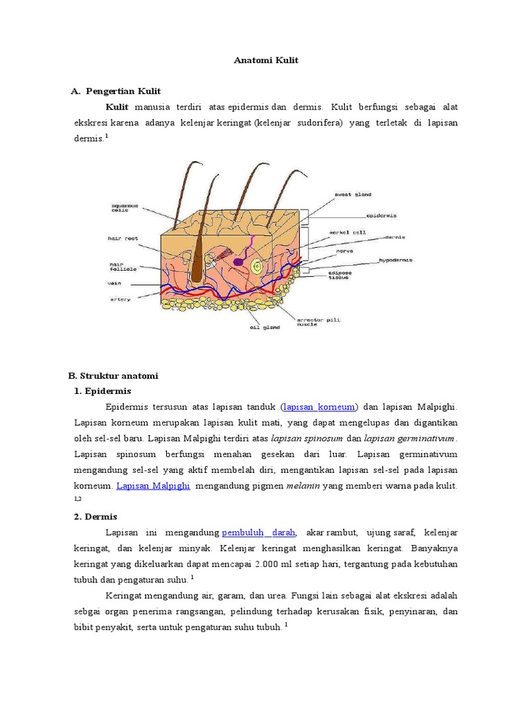 Apa Yang Dimaksud Dengan Lapisan Malpighi Pada Struktur Kulit Manusia