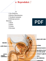 An-Fis Reproduksi2 EDITT