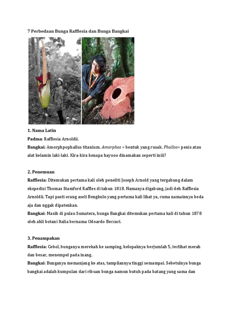 Paling Populer 29 Gambar Bunga  Raflesia  Dan Inangnya  Paling Populer 29 Gambar Bunga  Raflesia  Dan Inangnya
