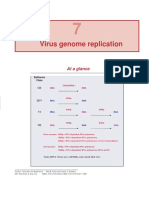 Virus Genome Replication: at A Glance