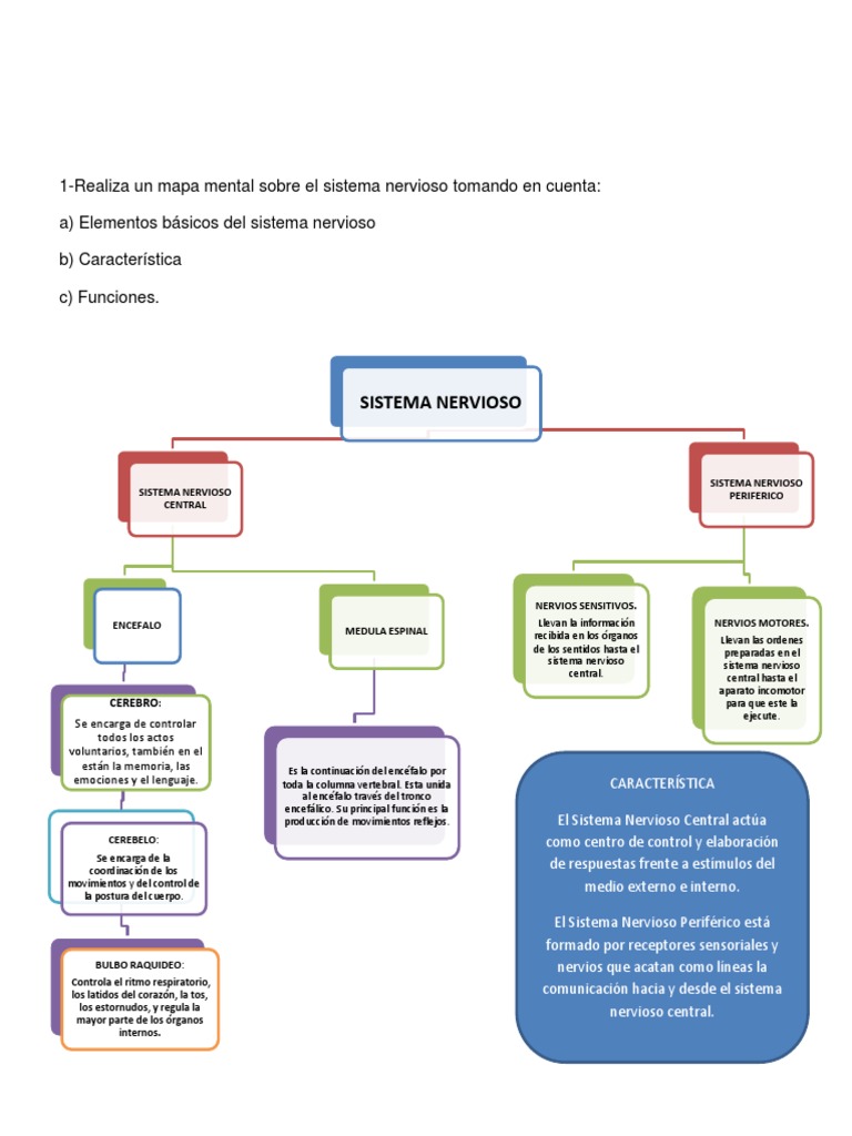 Estructura y Funciones del Sistema Nervioso | PDF | Neurona | Sistema ...