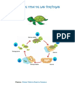 Ciclo de Vida de Las Tortugas