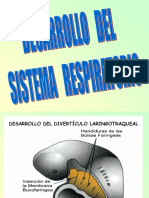 08. Desarrollo Del Sistema Respiratorio