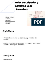 Anatomía Escápula y Miembro Del Hombro Ppt (1)