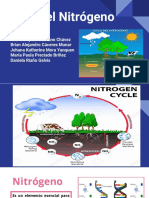 Ciclo Del Nitrógeno