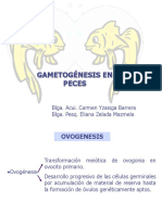 5d_gametogenesis
