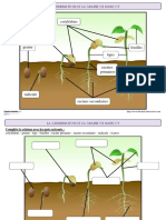 Germination Vocabulaire