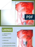 ORL - Laringe Anatomía