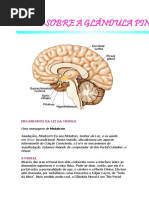 Pineal-tudo Sobre a Glândula