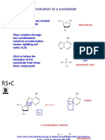 Formation of a Nucleotide: Three Compounds Combine Through Condensation Reactions to Form AMP