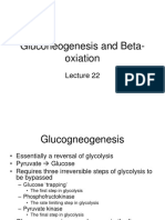 Gluconeogenesis and Beta-Oxiation
