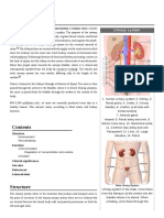 Urinary System