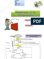 Anabolismo de Los Carbohidratos PDF