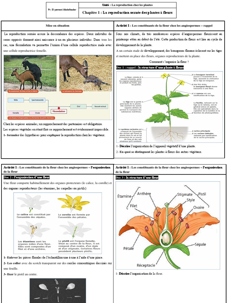 Comment Se Reproduisent Les Plantes Schéma Reproduction Sexuée Les Activités - Chapitre 1 - La Reproduction Sexuée Des Plantes À Fleurs |  PDF | Fleurs | Fécondation