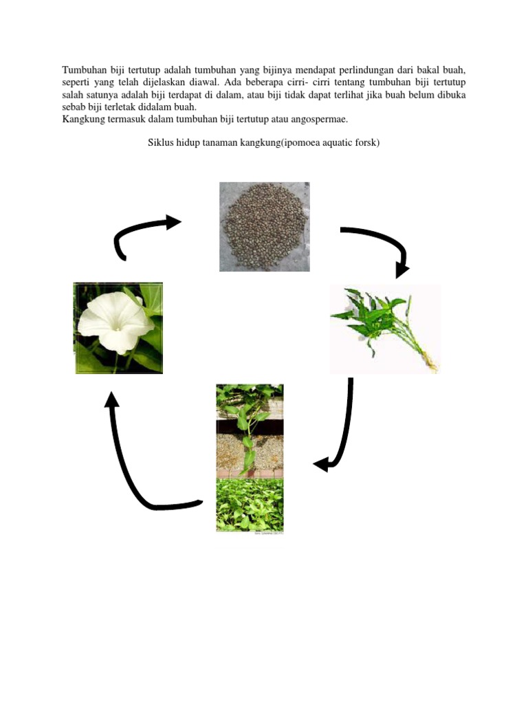 Daur Hidup Tumbuhan Rahman Gambar