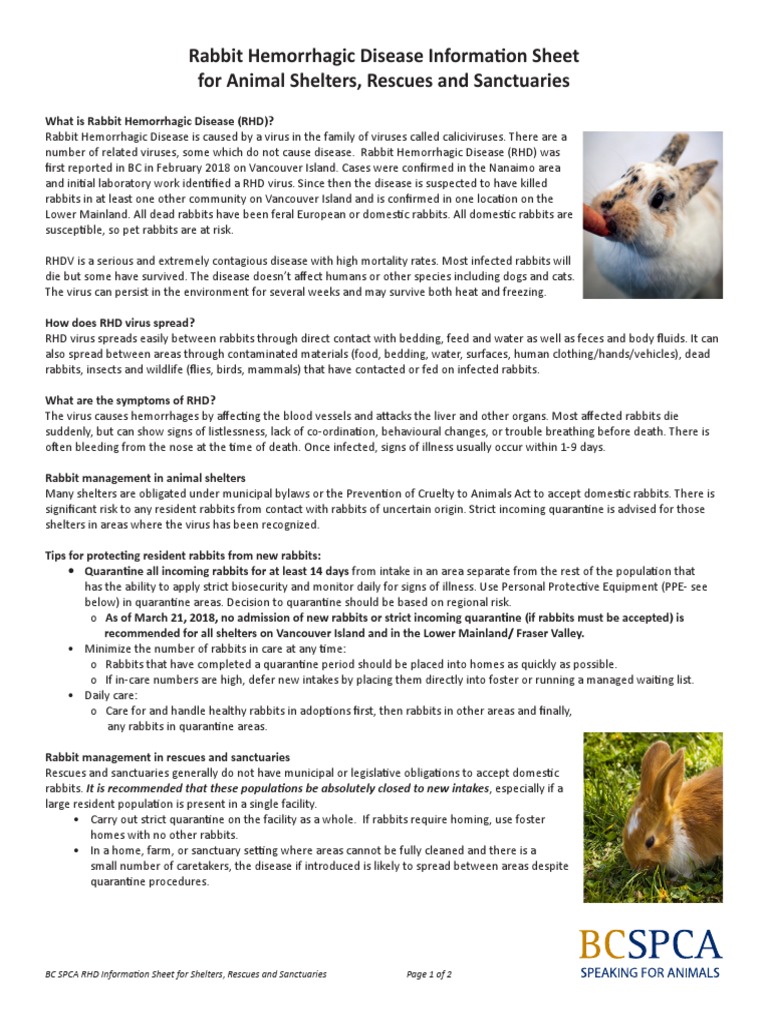 BC SPCA RHD Information Sheet For Shelters Rescues and Sanctuaries