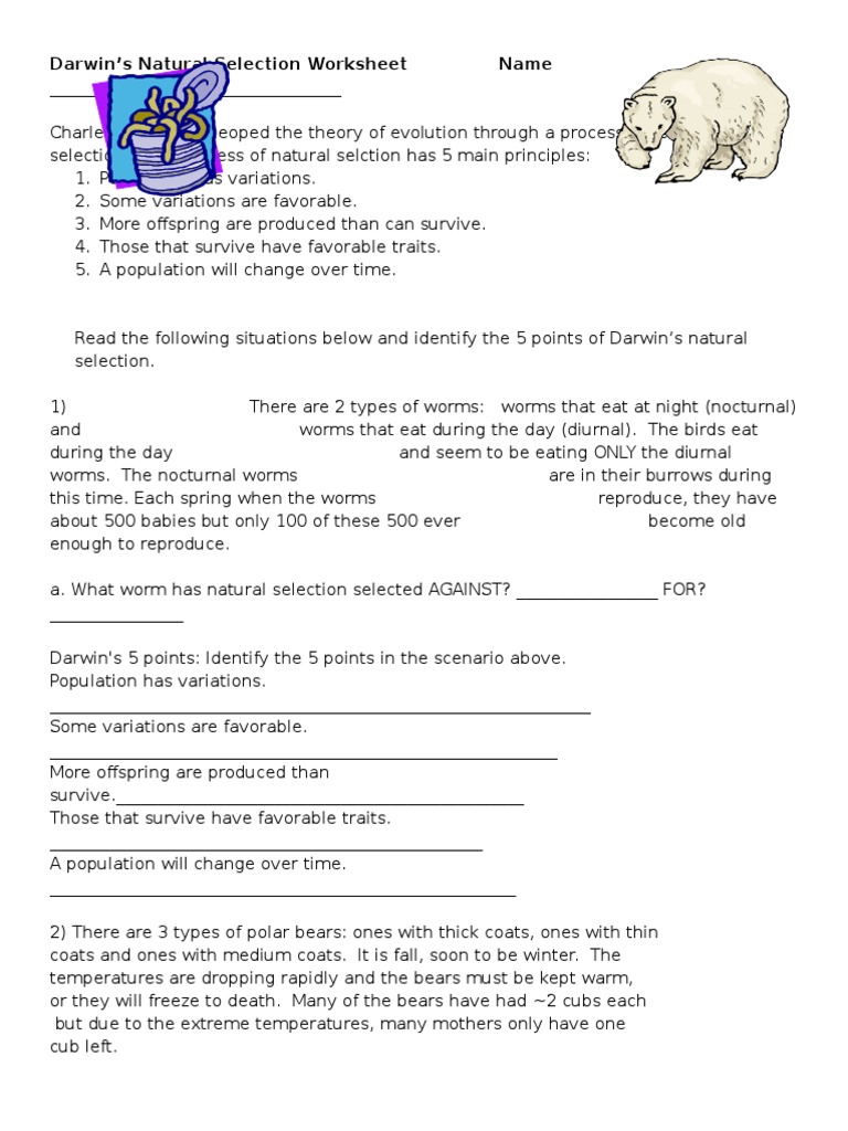 Darwin's Natural Selection Worksheet Name PDF Natural Selection Bears