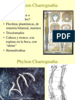 Phylum Chaetognatha y sus características