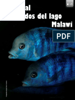 Ciclidos del lago Malawi: Peces emblemáticos de sus aguas