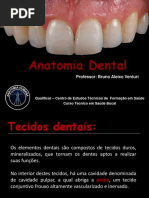 Anatomia Dental