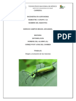316201278 Origen de Los Insectos Docx