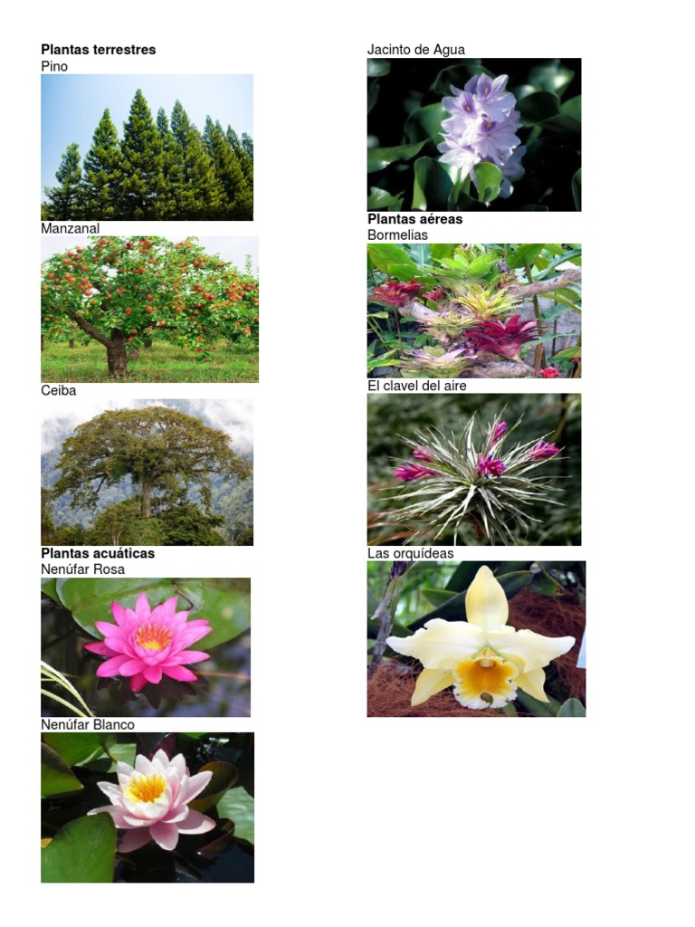 Plantas Terrestres Com Nomes