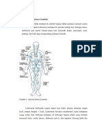 Anatomi Sistem Limfatik