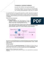 E Spermatogenesis