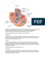 Qué Es Una Célula y Cuáles Son Sus Partes