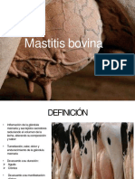 Mastitis Bovina