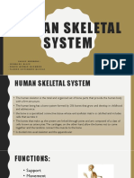 SISTEMA ESQUELETICO HUMANO