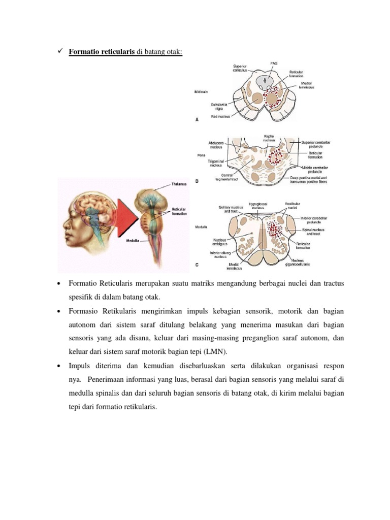 Fungsi dan Struktur Formatio Reticularis | PDF