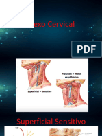 diseño - plexos