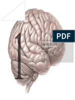 Encephalon